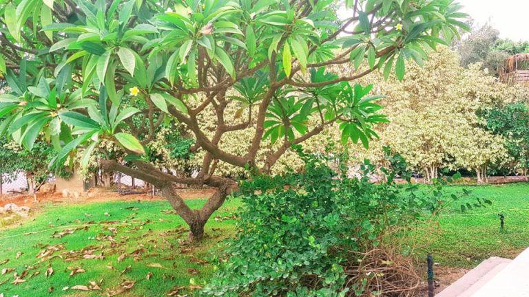 Read more about the article למכירה בקדימה בכפר על דונם אדמה
